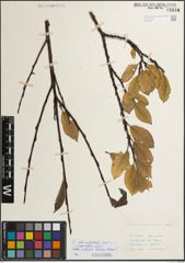 Foto von Salix mielichhoferi Saut. x Salix myrsinifolia Salisb.